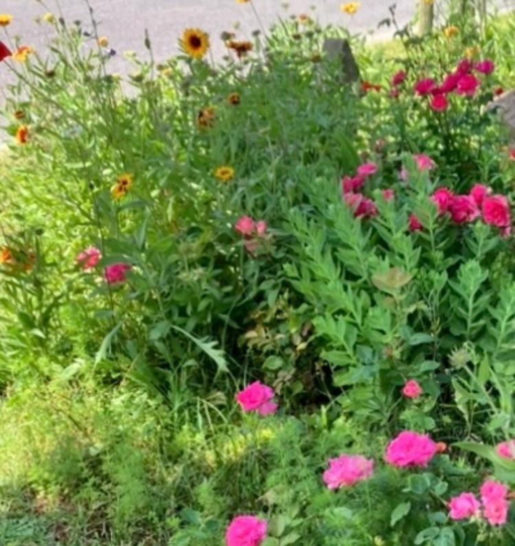 Maison Et Son Jardin Situes Dans Le Condroz *