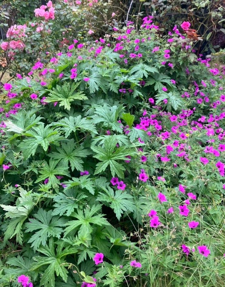 Maison Et Son Jardin Situes Dans Le Condroz *